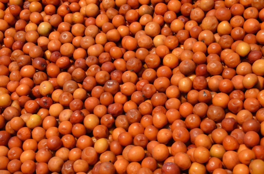 فوائد النبق
