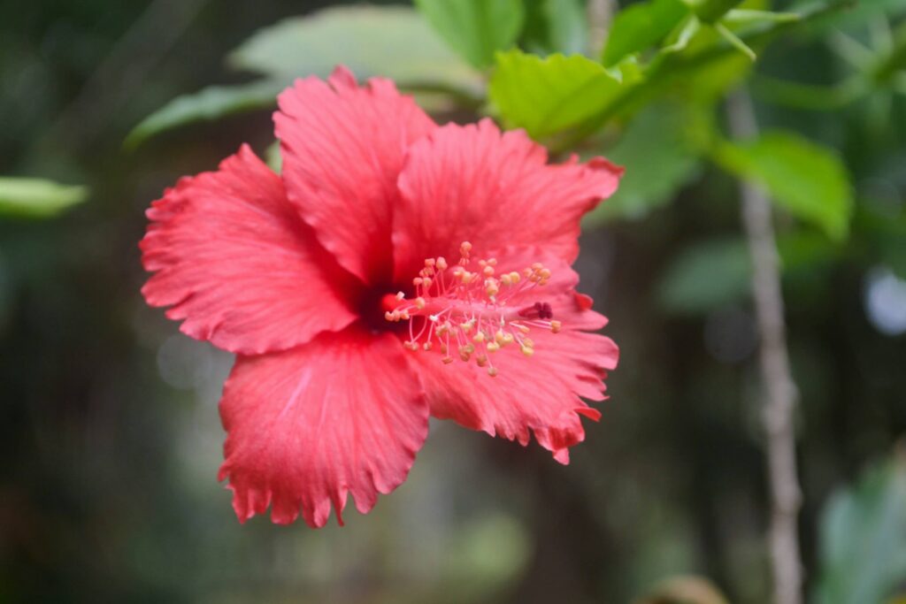 فوائد الكركديه للنساء