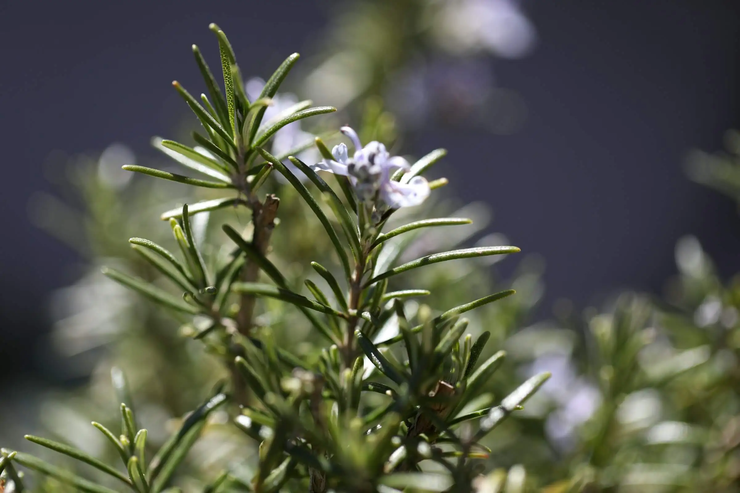 إكليل الجبل