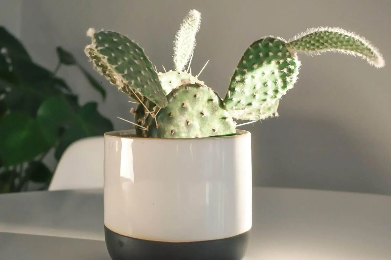 فوائد التين الشوكي للجسم و البشرة