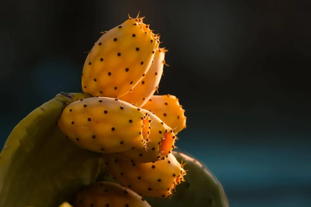 فوائد صابو نالتين الشوكي
