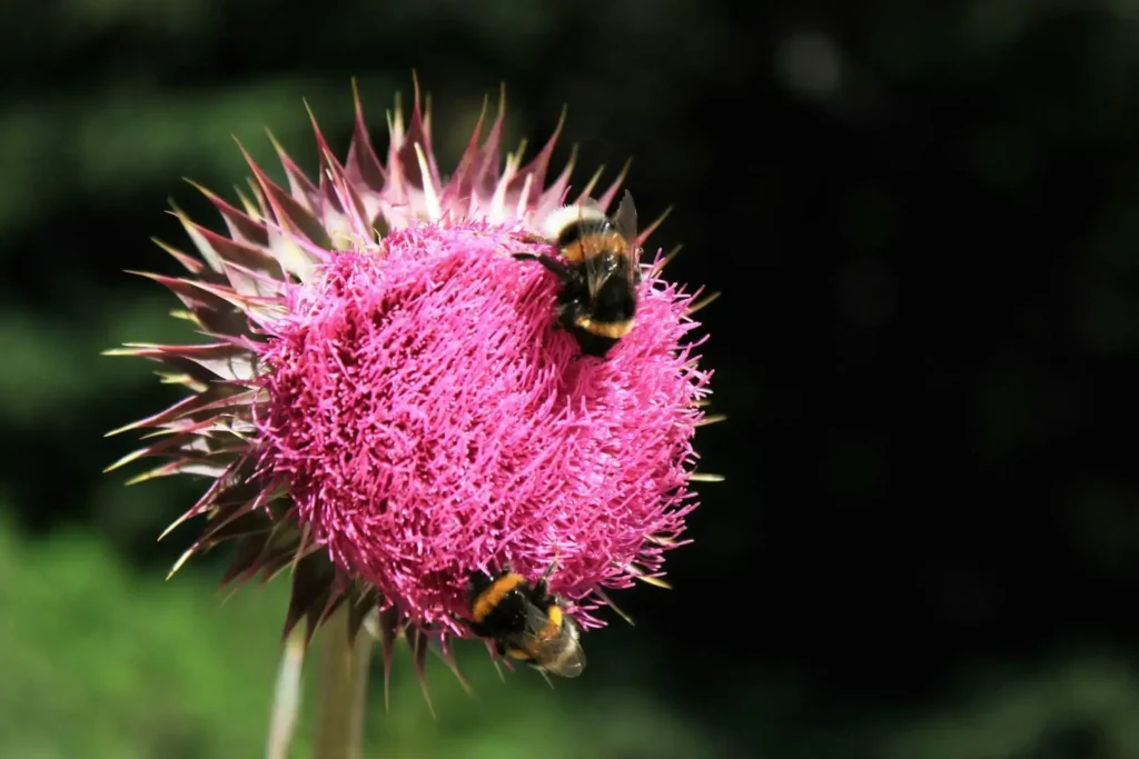 فوائد شوك الجمل للكبد