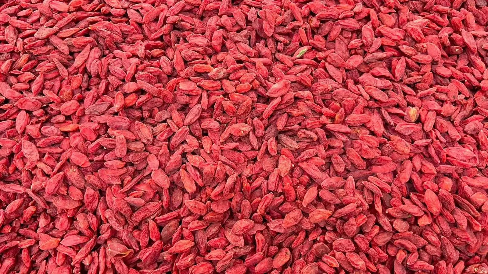 توت الغوجي