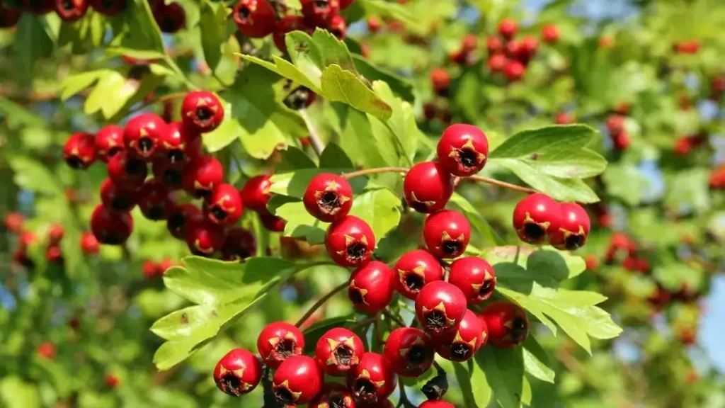 فوائد الزعرور البري